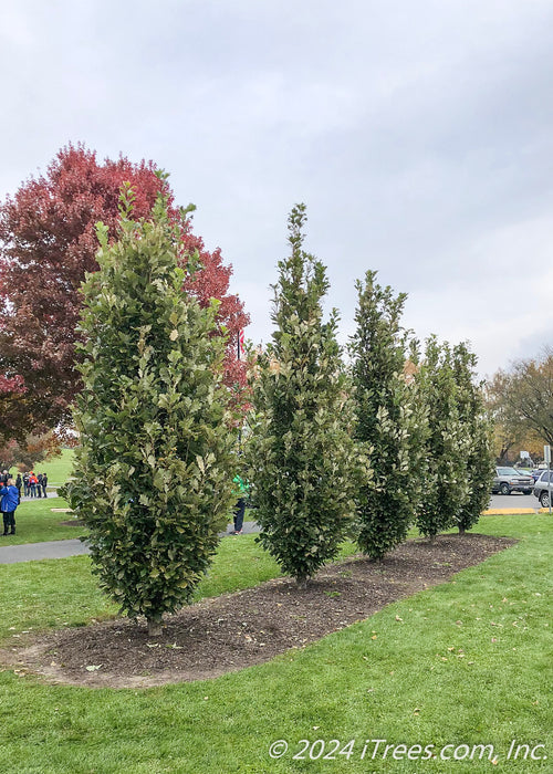 A row of Regal Prince Oak planted at a park for screening.