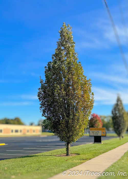 Regal Prince Oak planted along a school parking lot and sidewalk.