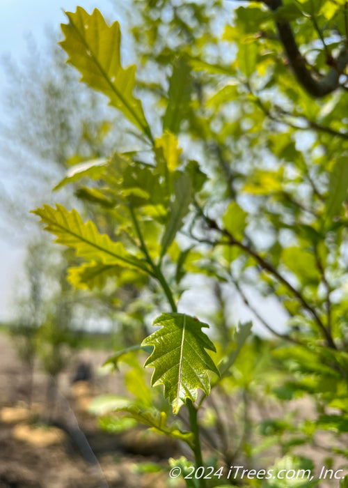 Closeup of newly emerged bright shiny green leaves.
