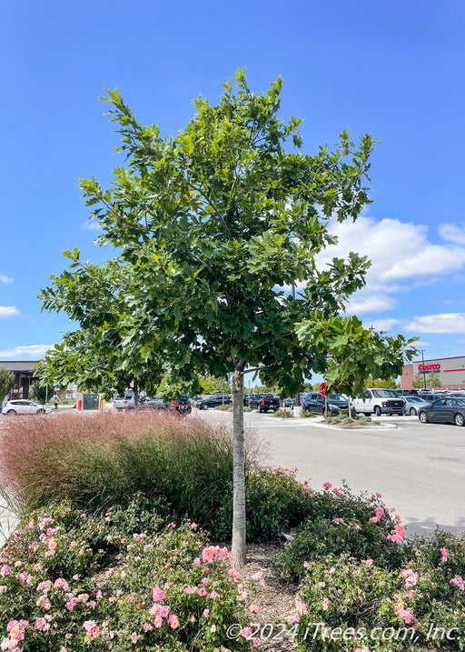 Heritage Oak with green leaves and light grey trunk planted in a parking lot island.