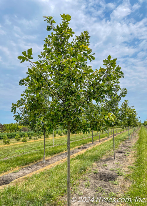 A row of Heritage Oak in the nursery with green leaves.