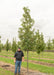 Heritage Oak in the nursery with a person standing nearby to show height, with their shoulder just below the lowest branch.