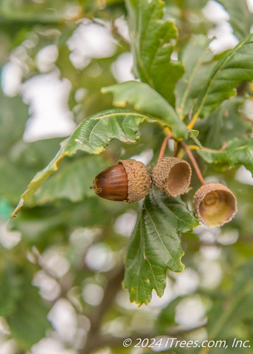 Closeup of dark brown acorn and green leaves.
