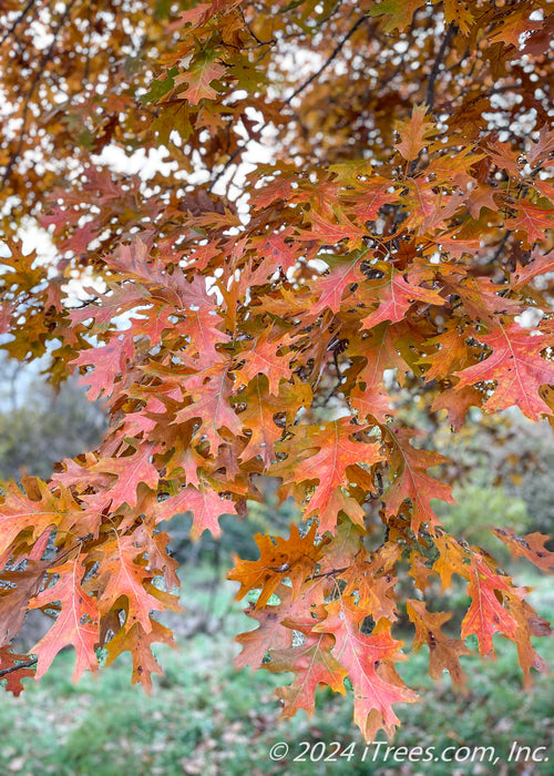 Closeup of a branch of reddish-orange leaves.
