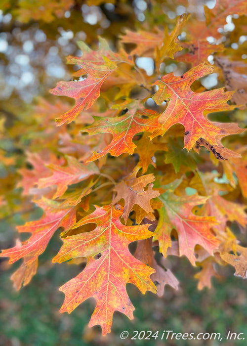 Closeup of yellowish red leaves.