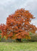 A Red Oak with bright reddish-orange fall color, planted in the countryside.