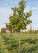 A Red Oak row at the nursery showing changing fall color going from green to a yellowish-red.