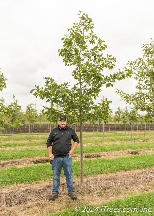 A Red Oak at the nursery with a person standing near it to show the canopy height. Their should er is at the lowest branch.
