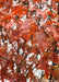 Closeup of red leaves.