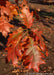 Closeup of dark red leaves