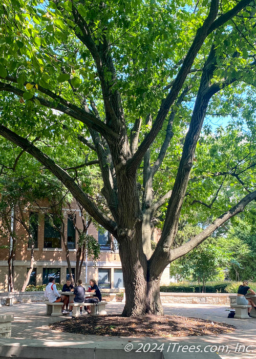 A mature Red Oak with green leaves planted in the central complex of a local college.