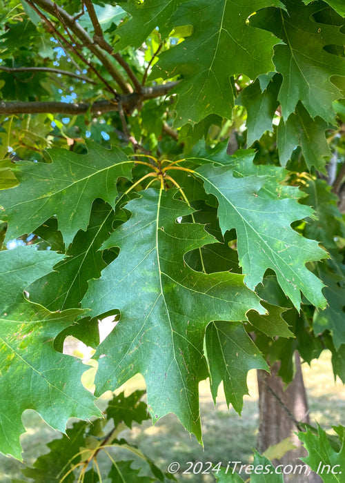 Closeup of green sharply pointed leaves.