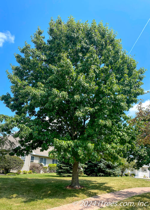 Red Oak with green leaves planted in a front side yard along a walkway.