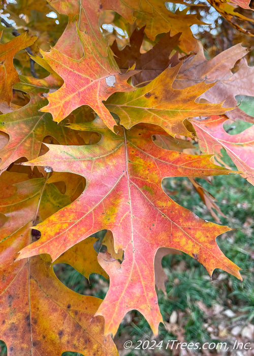 Closeup of a yellowish red leaf.