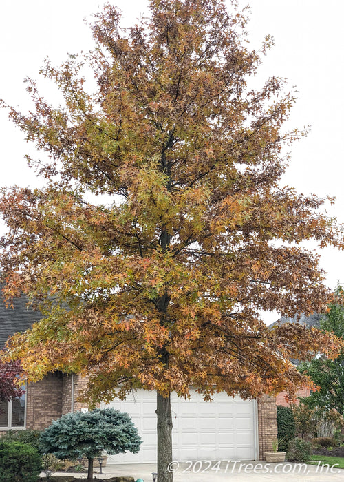 A Red Oak planted near a front driveway showing changing fall color from green to yellowish-red.