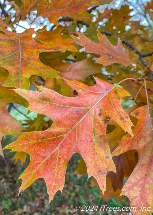 Closeup of reddish-yellow leaf with sharply pointed lobes.