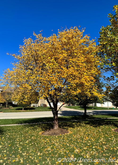 Clump form redbud with a full canopy of yellow fall leaves.