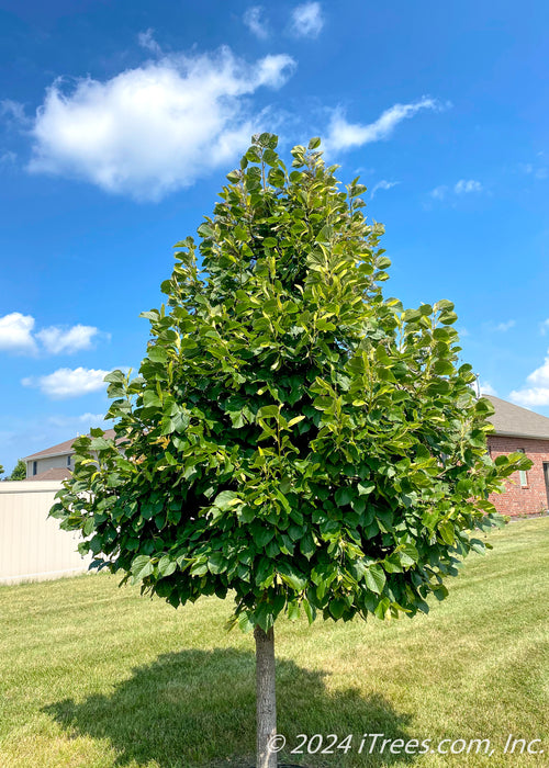 A newly planted Redmond Linden with green leaves showing strong pyramidal canopy shape.