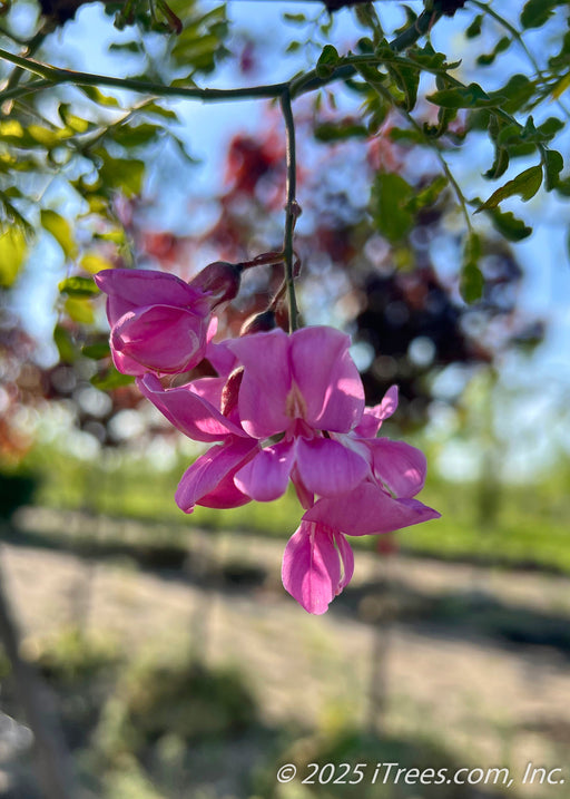 Closeup of dangling, dark pink to purple colored flower cluster, backlit by the sunset.