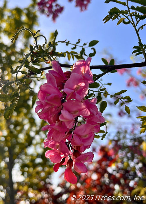 Closeup of dangling, dark pink to purple colored flower clusters and newly emerging green leaves.