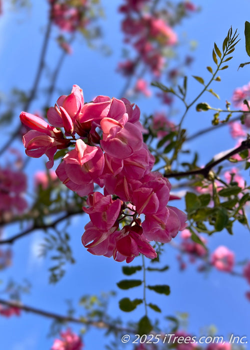 Closeup of dangling, dark pink to purple colored flower clusters and newly emerging green leaves.