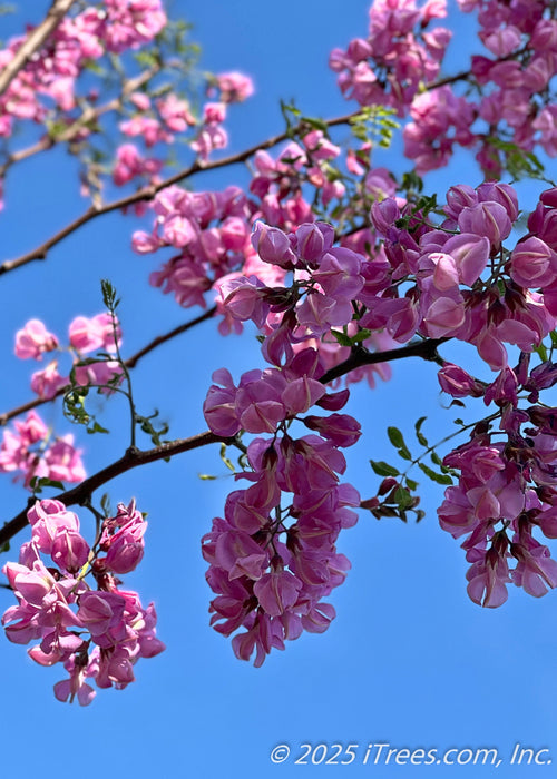 View looking up at branches against a bright, clear blue sky with dangling clusters of light pinkish-purple colored flower clusters.