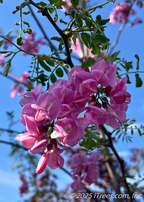 Closeup of dangling, dark pink to purple colored flower clusters and newly emerging green leaves.