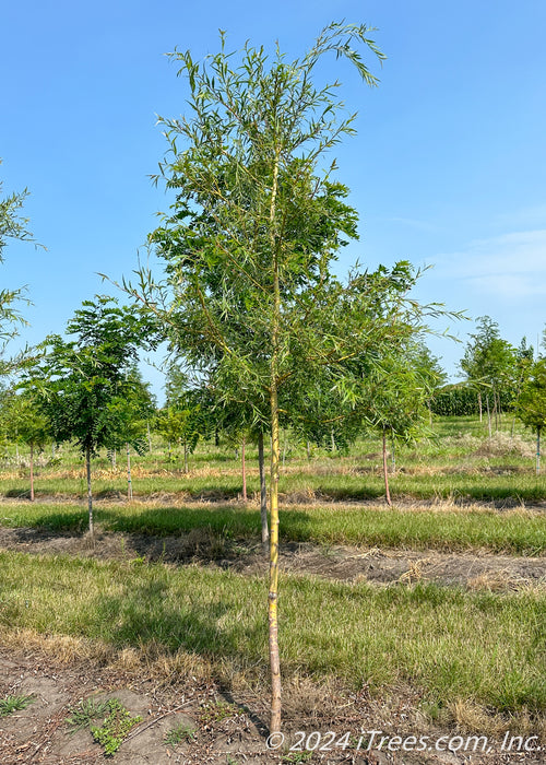 A Niobe Golden Weeping Willow grows in the nursery with a golden yellow trunk, and newly emerged green leaves. Other trees with strips of grass between rows of trees, and a clear blue sky in the background.