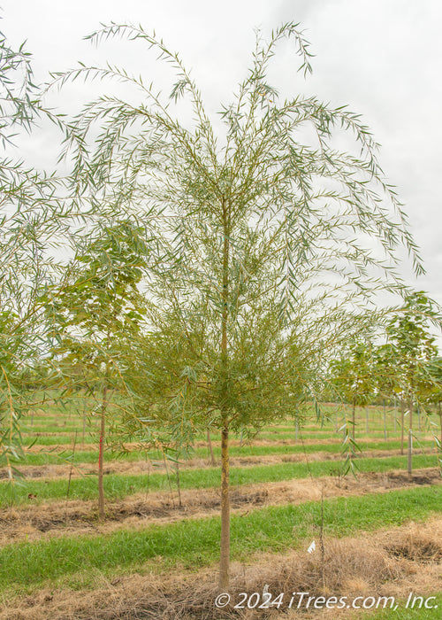 A single Niobe Golden Weeping Willow grows in the nursery showing large weeping branches of green leaves and a golden yellow trunk. Strips of green grass grows between rows of trees with a grey cloudy sky in the background.