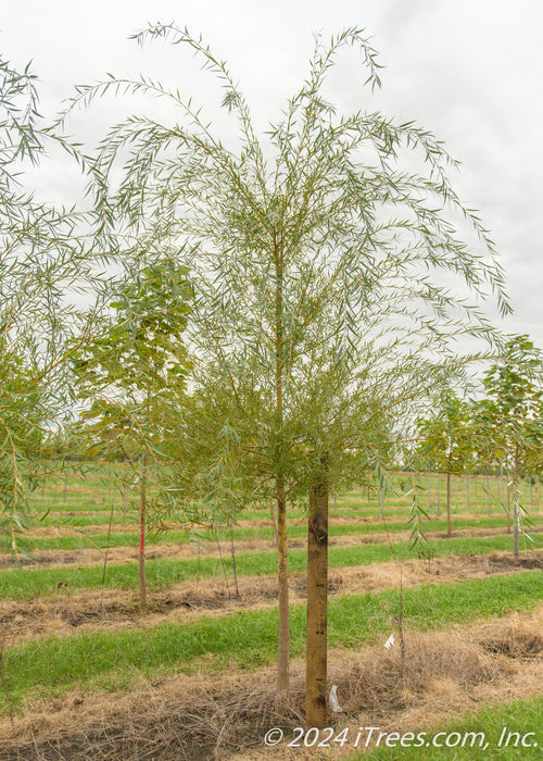A Niobe Weeping Willow in the nursery with a large ruler standing next to it to show its canopy height measured at about 4.5 ft.