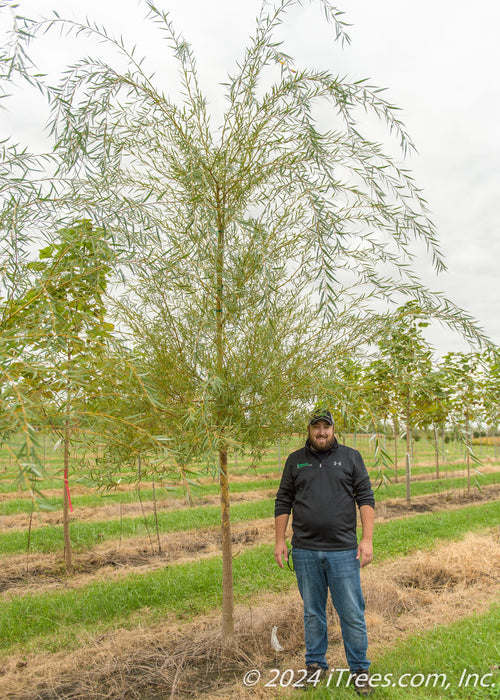 A large Niobe Golden Weeping Willow in the nursery with a person standing nearby to show height of canopy. Their shoulder is at the lowest branch.