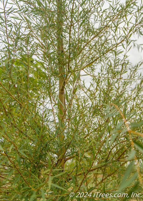 Closeup of upper trunk and branching showing a canopy of newly emerged small slender green leaves.