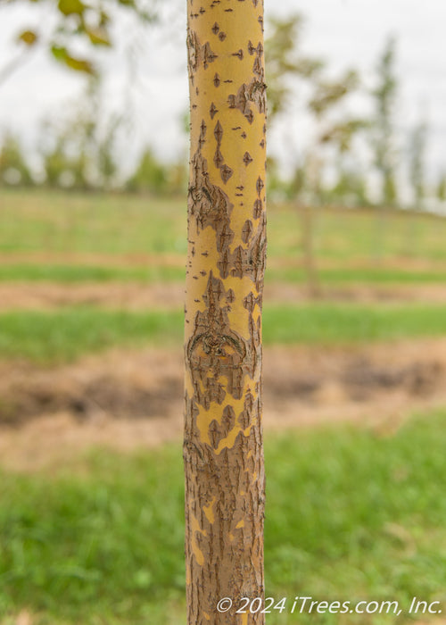 Closeup of golden yellow and brown textured trunk.