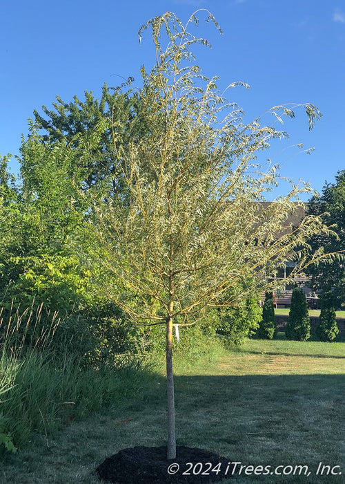 A newly planted Niobe Golden Weeping Willow planted in an open area of a backyard with green leaves. Other plants and a clear blue sky are in the background.
