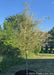 A newly planted Niobe Golden Weeping Willow planted in an open area of a backyard with green leaves. Other plants and a clear blue sky are in the background.