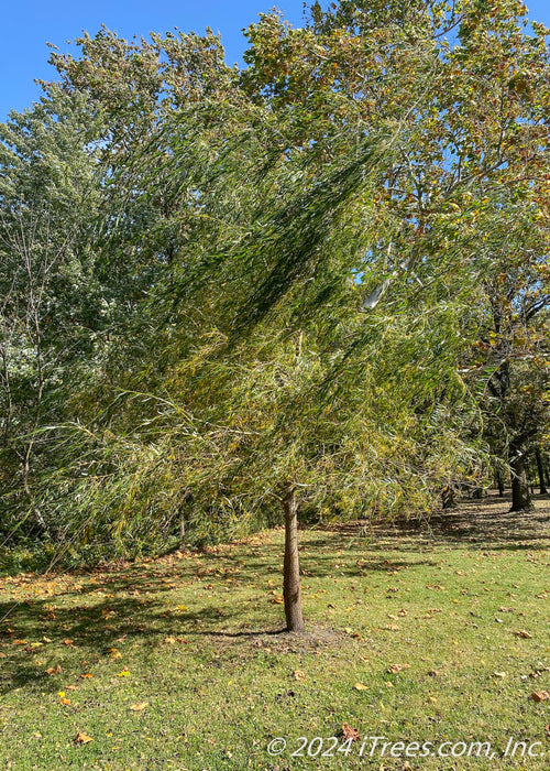 A maturing Niobe Willow with long leaves blowing in the wind. Planted in an open area of a backyard.