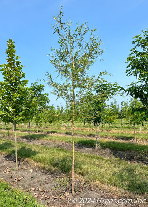 A Niobe Golden Weeping Willow grows in the nursery with a golden yellow trunk and newly emerged small green leaves. Other trees with strips of grass in between rows of trees, and a blue sky are in the background.