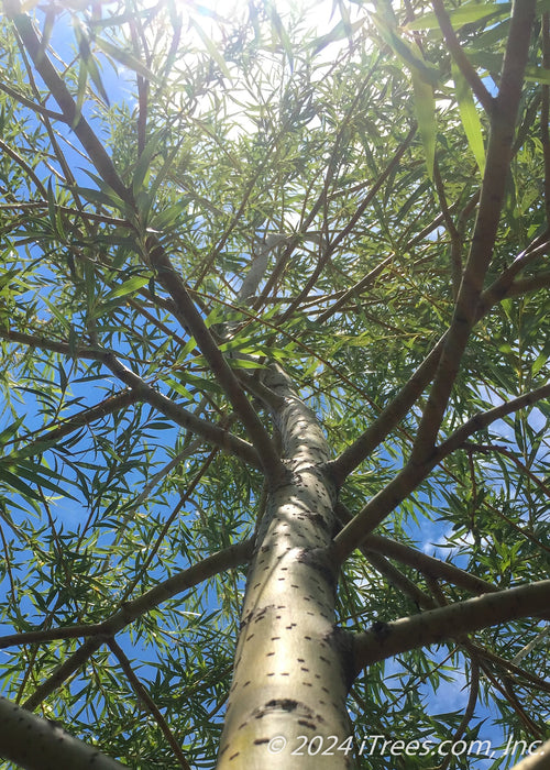 Closeup view of the center golden yellow trunk looking up at branches and a canopy of newly emerged light green leaves. The sun is directly above filtering light through the branching with a clear blue sky in the background.
