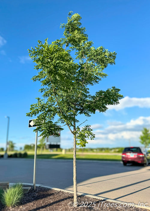 A young Espresso Kentucky Coffee Tree grows in a parking lot island, seen with green leaves, and a rugged trunk, against a bright blue sky.