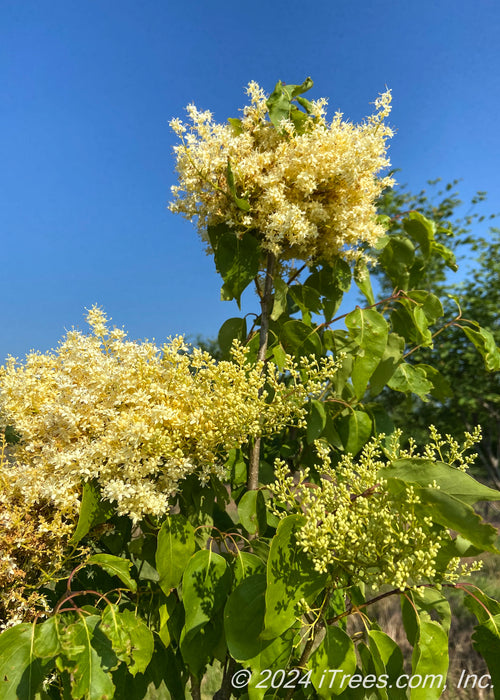 Closeup of top of the tree's canopy showing yellow-white plume of flowers and green leaves.