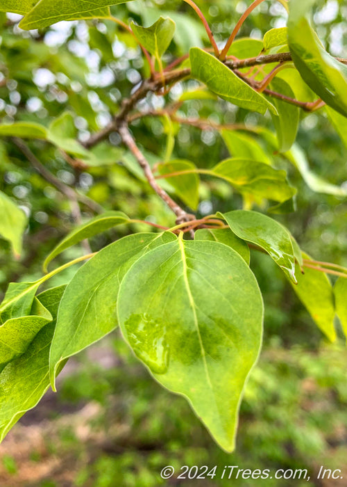 Closeup of smooth teardrop shaped green leaf with a rain drop rolling to the tip of the leaf.