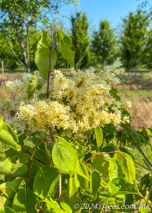 Closeup of creamy white flower and light green leaves.