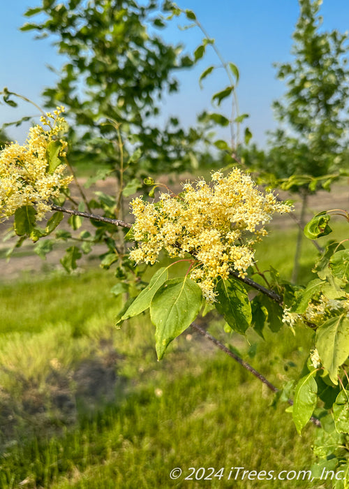 Closeup of the end of a branch with two plumes of flowers and green leaves.