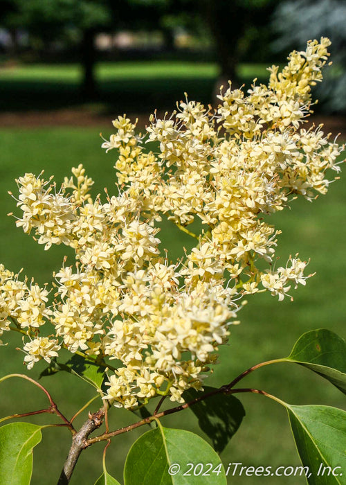 Closeup of creamy white flowers.