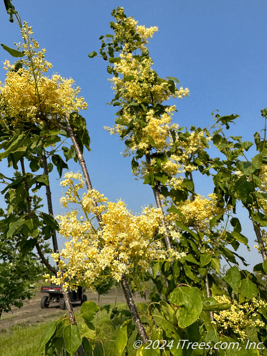 Closeup of the top of the tree's canopy showing branches coated in plumes of flowers and green leaves.