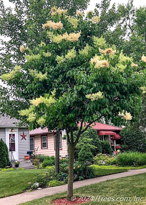 Ivory Pillar Lilac with creamy white plumes of flowers, and dark green leaves, planted on the parkway in a residential area.