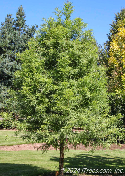 Green Whisper Bald Cypress with bright green feathery leaves, planted in an open area of a backyard.