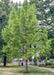 A maturing Bald Cypress is planted in a park near a walkway, with a shaggy green canopy.