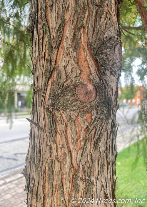 Closeup of reddish-orange trunk showing shedding bark.