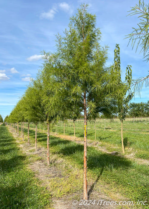 A row of Bald Cypress trees grows in the nursery with green leaves, strips of green grass between rows and blue skies in the background.